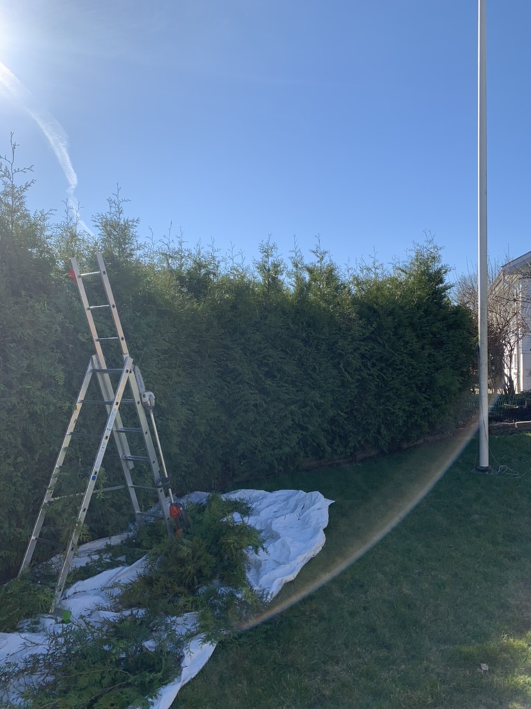 Häckklippning thuja före
